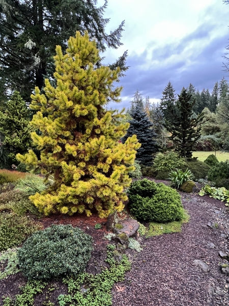 Pinus contorta var. latifolia 'Chief Joseph' | Conifers