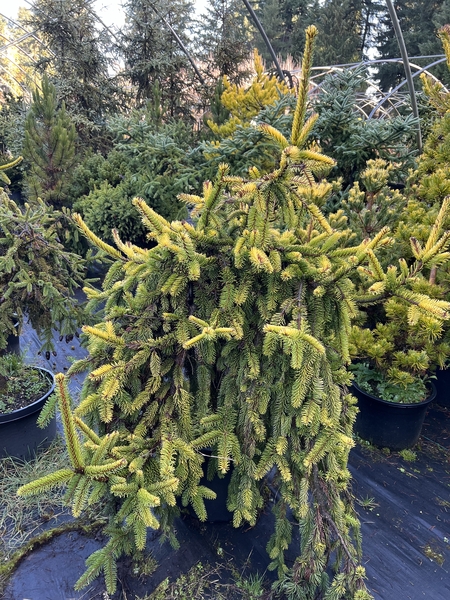 Picea abies 'Gold Drift' | Conifers