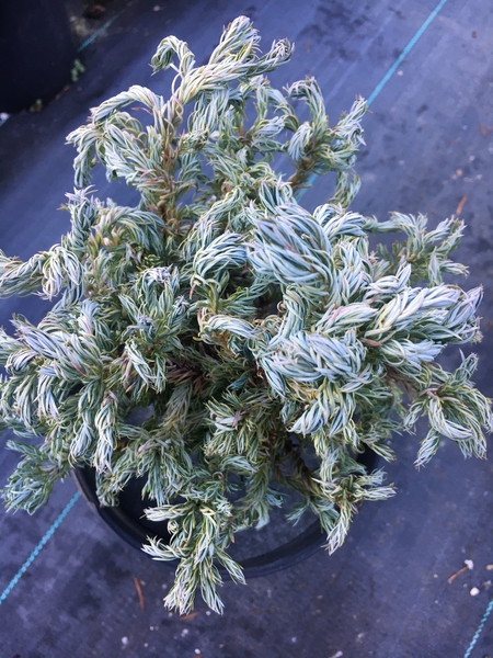 Chamaecyparis pisifera 'Curly Tops' | Conifers