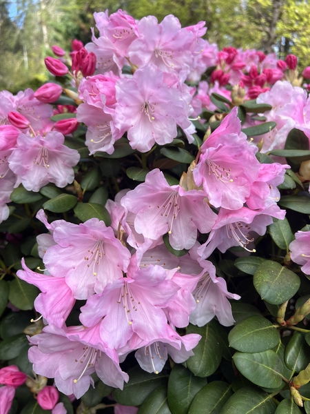 Rhododendron yakushimanum x williamsianum | Rhododendrons (Hybrids & species)