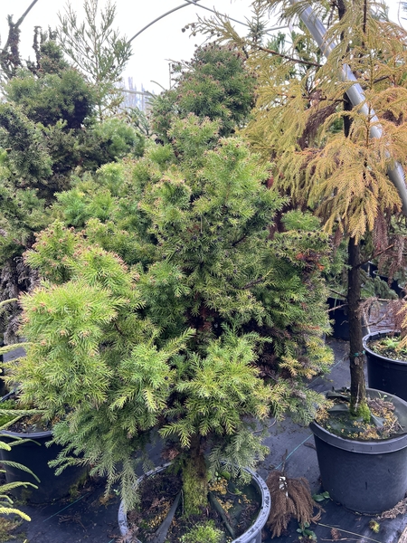 Cryptomeria japonica 'Elegans Compacta' | Conifers