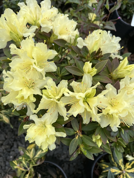 Rhododendron 'Patty Bee' | Rhododendrons (Hybrids & species)