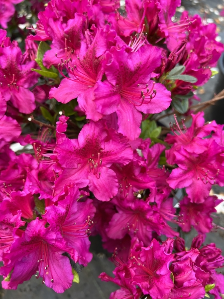 Azalea 'Girard's Fuchsia' | Evergreen Azaleas