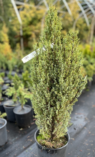 Juniperus communis 'Compressa' | Conifers