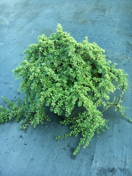 Cotoneaster microphyllus 'Cooperi' | Deciduous & Evergreen Shrubs