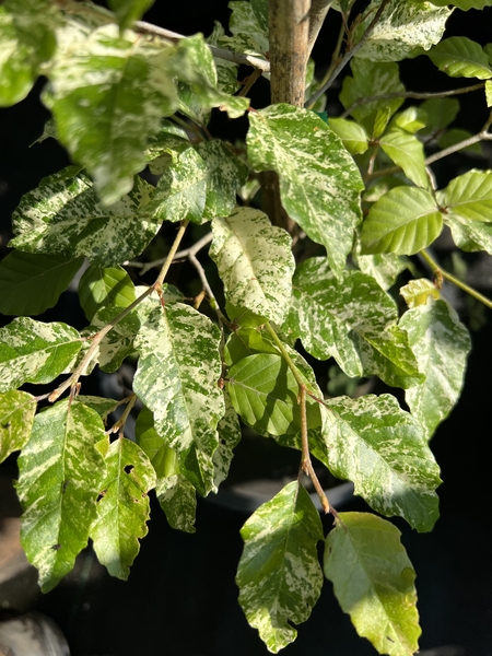 Fagus sylvatica 'Franken' | Japanese Maples, Ornamental Trees