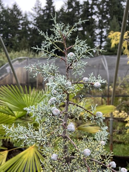 Cupressus arizonica var. glabra | Conifers