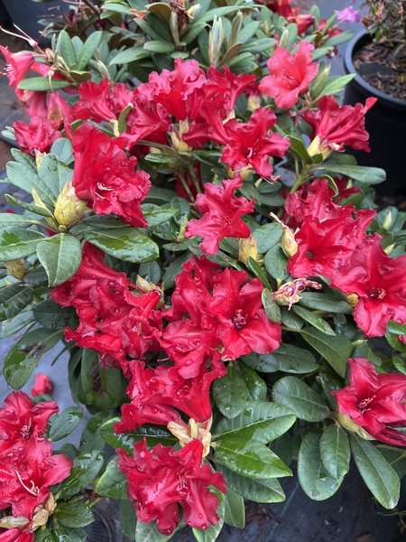 Rhododendron 'Baden Baden' | Rhododendrons (Hybrids & species)