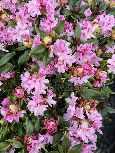 Rhododendron 'Cheer' | Rhododendrons (Hybrids & species)