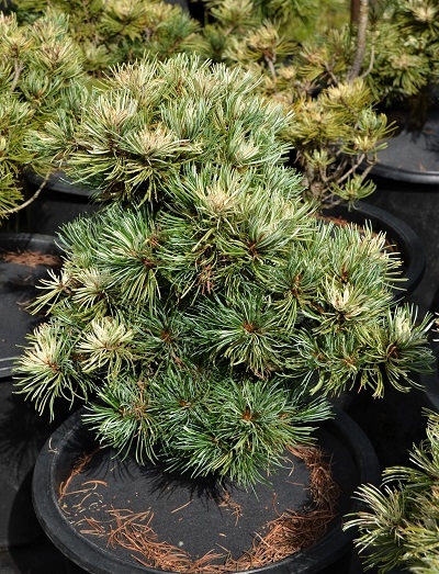 Pinus parviflora 'Tanima no uki' | Conifers