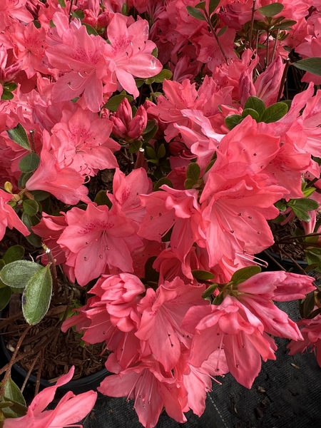 Azalea 'Peach Fuzz' | Evergreen Azaleas