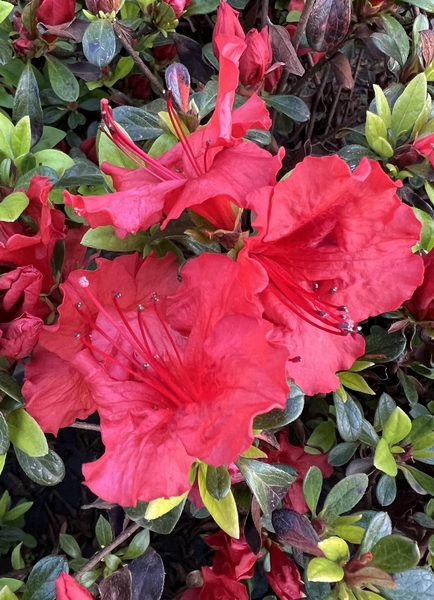 Azalea 'Girard's Hot Shot' | Evergreen Azaleas