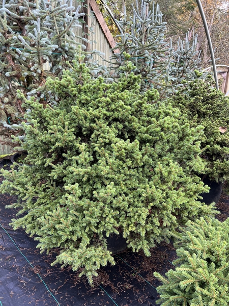 Picea abies 'Gregoriana' | Conifers