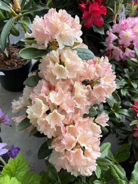 Rhododendron 'Dreamy Cream' | Rhododendrons (Hybrids & species)