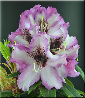 Rhododendron 'Grandma's Hat' | Rhododendrons (Hybrids & species)