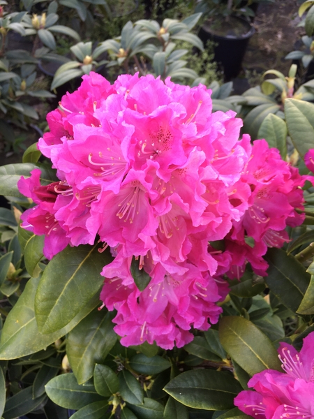 Rhododendron 'Holden' | Rhododendrons (Hybrids & species)