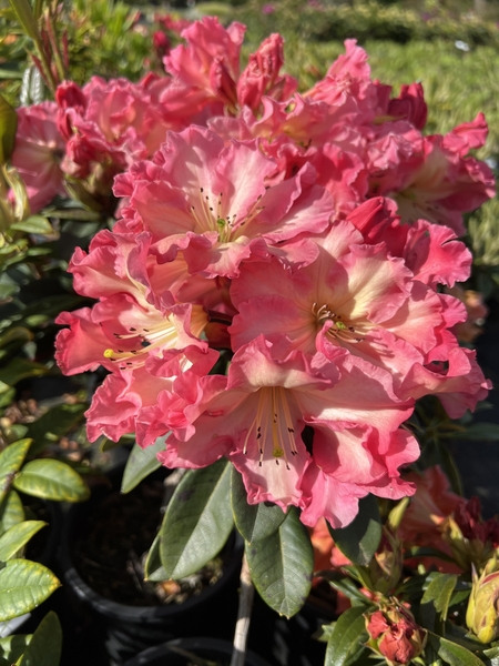 Rhododendron 'Naselle' | Rhododendrons (Hybrids & species)