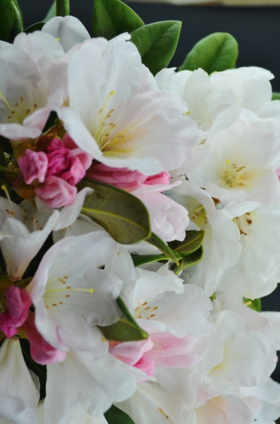 Rhododendron 'Noyo Snow' | Rhododendrons (Hybrids & species)