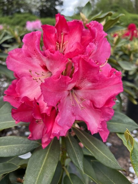 Rhododendron 'Red Walloper' | Rhododendrons (Hybrids & species)