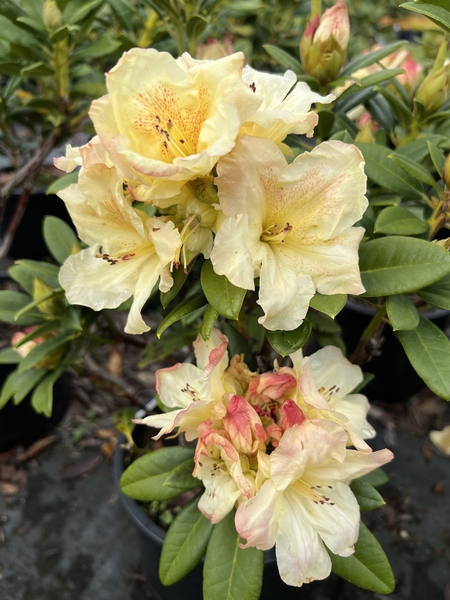 Rhododendron 'Siltcoos Sunrise' | Rhododendrons (Hybrids & species)