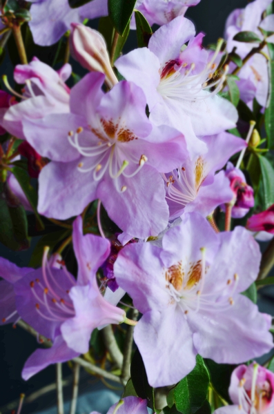 Rhododendron 'Star Trek' | Rhododendrons (Hybrids & species)