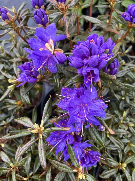 Rhododendron 'Gletschernacht' ('Starry Night') | Rhododendrons (Hybrids & species)