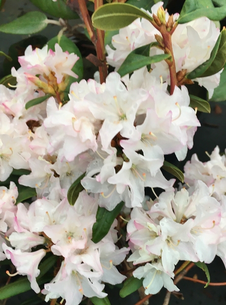 Rhododendron 'Sugar Puff' | Rhododendrons (Hybrids & species)