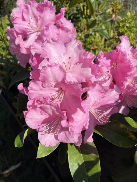 Rhododendron 'Trude Webster' | Rhododendrons (Hybrids & species)