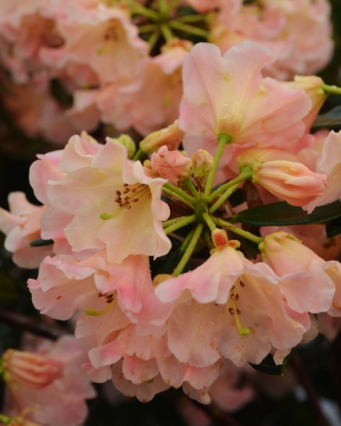 Rhododendron 'Two Thumbs Up' | Rhododendrons (Hybrids & species)