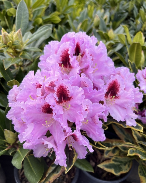 Rhododendron 'Kabarett Variegated' | Rhododendrons (Hybrids & species)