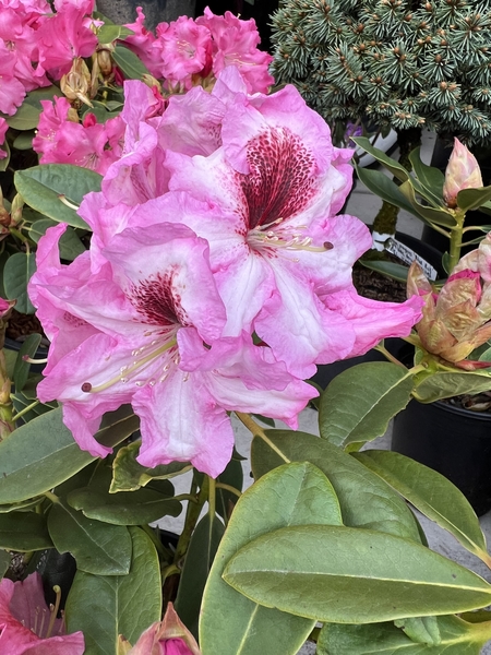 Rhododendron 'Razzle Dazzle' | Rhododendrons (Hybrids & species)