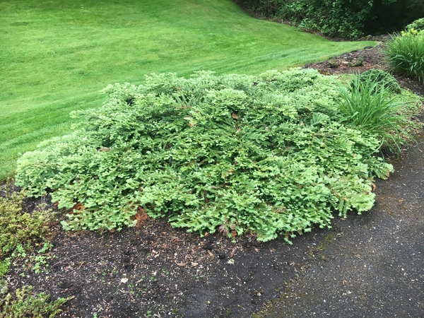 Sequoia sempervirens 'Kelly's Prostrate' | Conifers