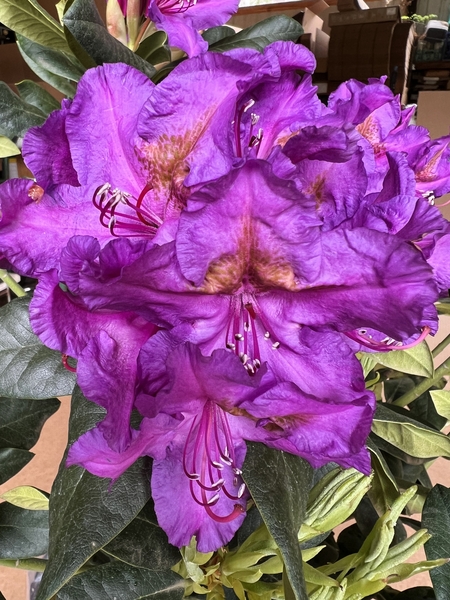 Rhododendron 'Lee's Dark Purple' | Rhododendrons (Hybrids & species)