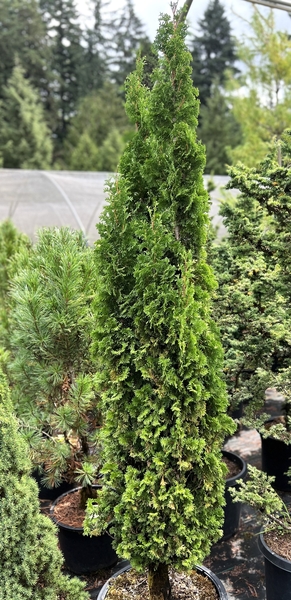 Thuja occidentalis 'Degroot's Spire' | Conifers