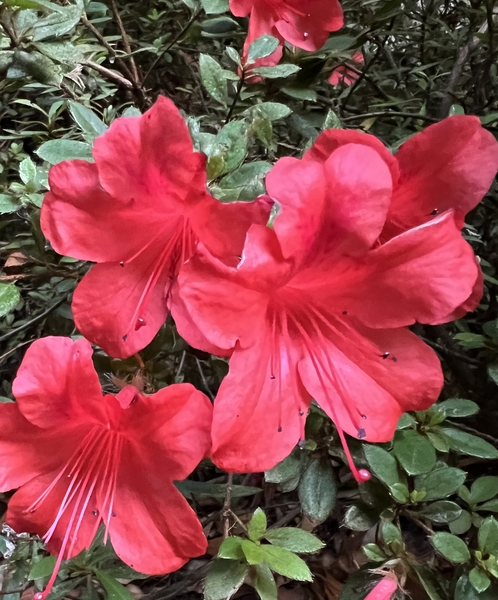 Rhododendron nakaharae 'Mount 7 Star' | Rhododendrons (Hybrids & species)