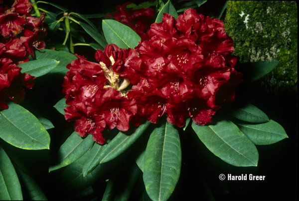 Rhododendron 'Leo' | Rhododendrons (Hybrids & species)