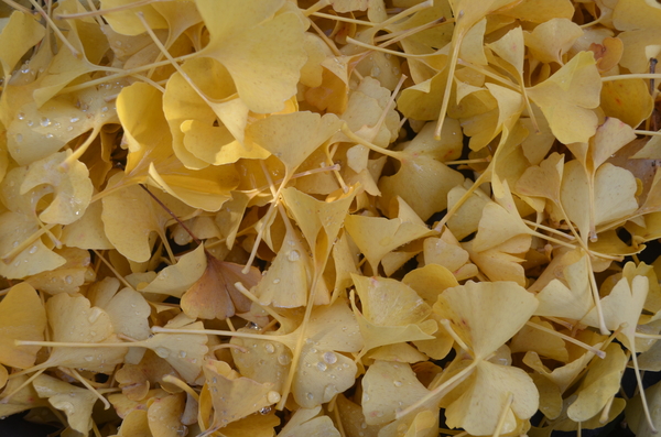 Ginkgo biloba 'Troll' | Conifers