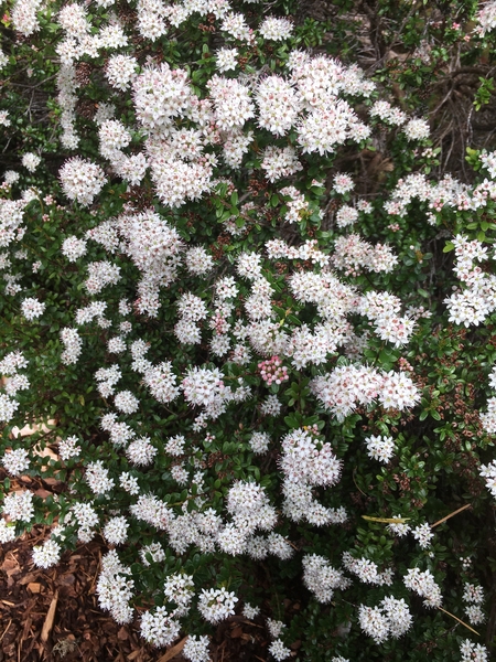 Leiophyllum buxifolium | Deciduous & Evergreen Shrubs