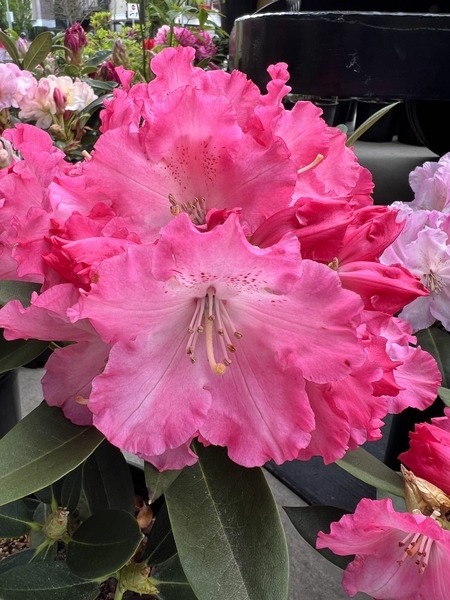 Rhododendron 'Anita Gehnrich' | Rhododendrons (Hybrids & species)