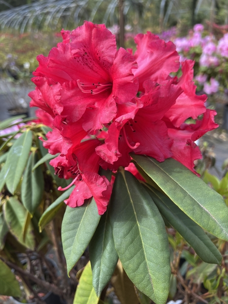 Rhododendron 'Red Majesty' | Rhododendrons (Hybrids & species)