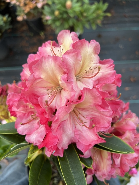 Rhododendron 'Dad's At A Distance' | Rhododendrons (Hybrids & species)