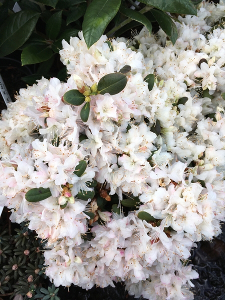 Rhododendron 'Pikeland' | Rhododendrons (Hybrids & species)