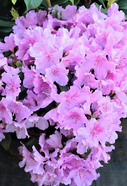 Rhododendron 'Wigeon' copy | Rhododendrons (Hybrids & species)