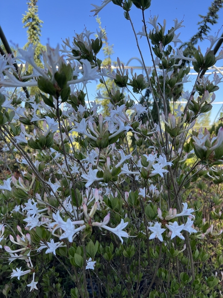 Rhododendron viscosum | Rhododendrons (Hybrids & species)