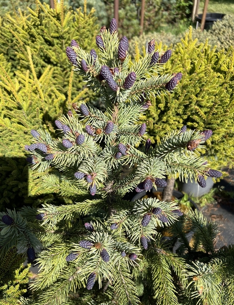 Picea engelmanii 'Pendula' | Conifers