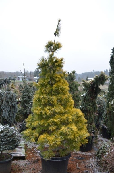 Pinus strobus 'Louie' | Conifers