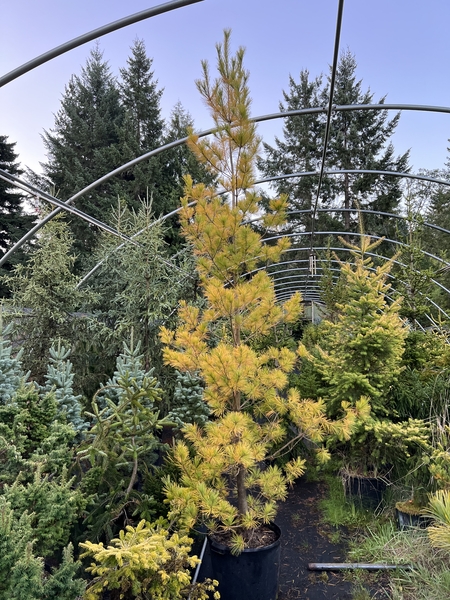 Pinus strobus 'Louie' | Conifers