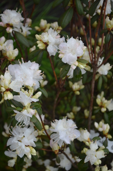 Rhododendron 'Hudson Bay' | Rhododendrons (Hybrids & species)