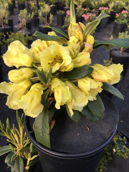 Rhododendron 'Nike' | Rhododendrons (Hybrids & species)