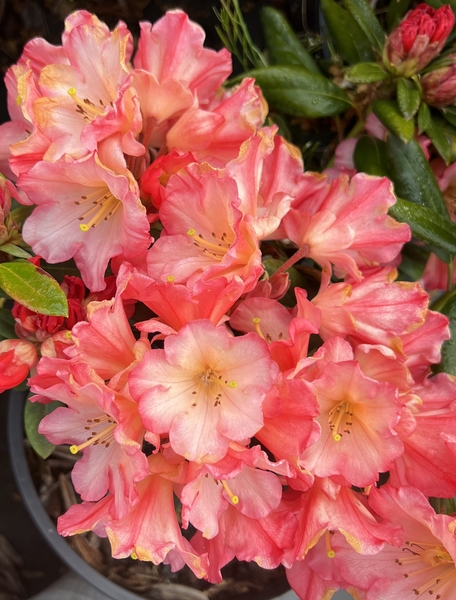 Rhododendron 'Sierra Sunset' | Rhododendrons (Hybrids & species)